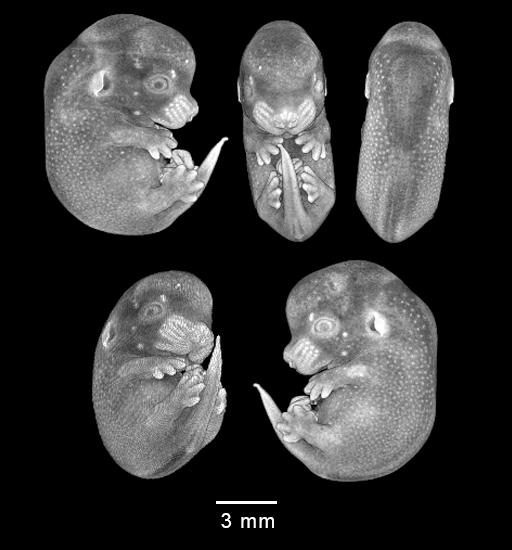 four MRI views of mouse embryo