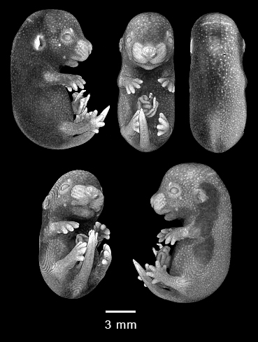 four MRI views of mouse embryo