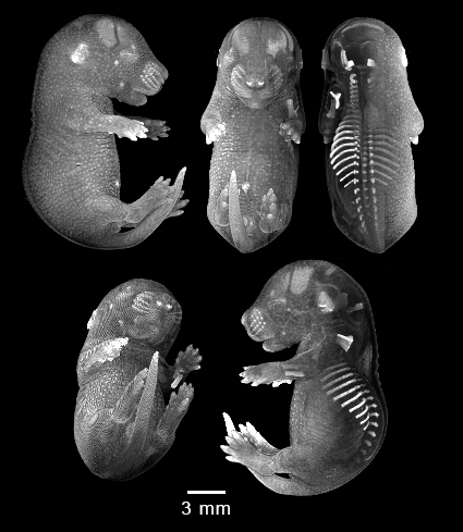four MRI views of mouse embryo