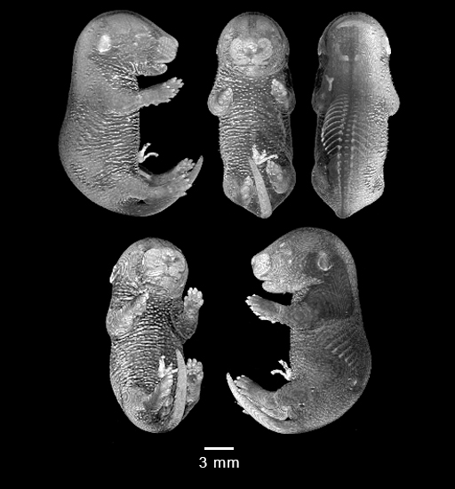 four MRI views of mouse embryo