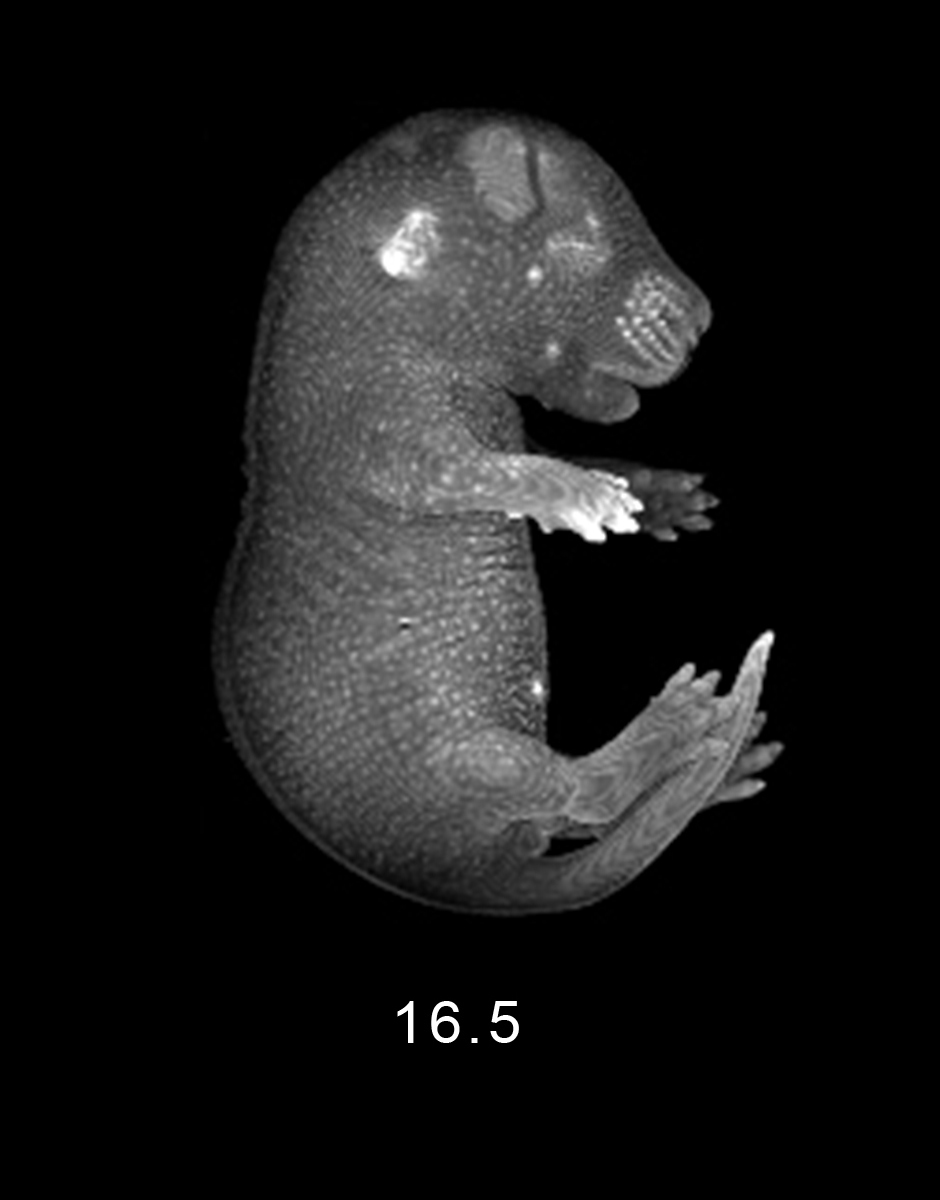 day 16.5 Embryo Image