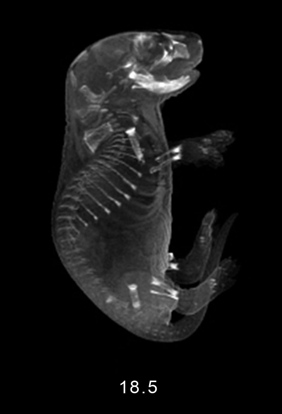 day 18.5 Embryo Image