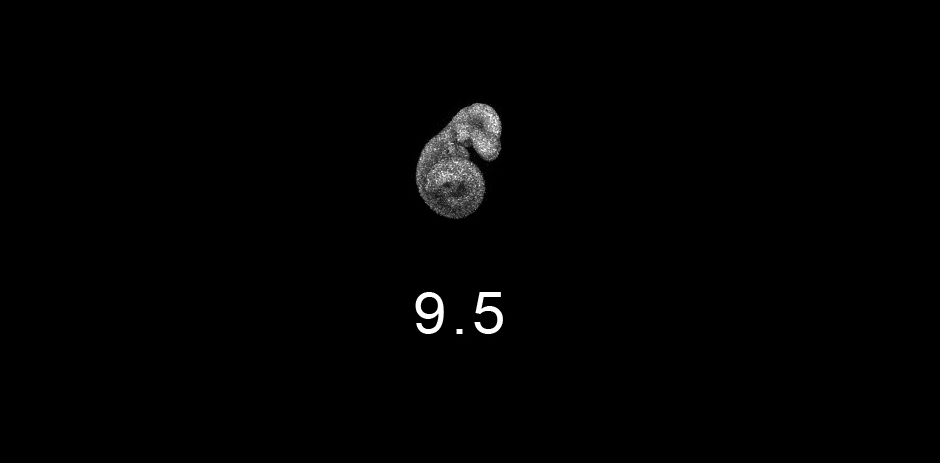 day 9.5 Embryo Image