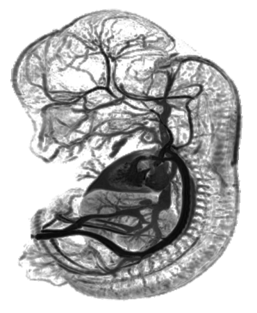 Chick Embryo X-rays Logo
